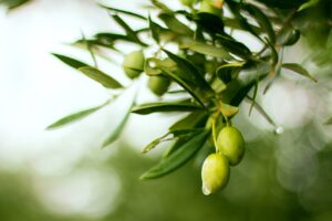 olive-4636808_1280
