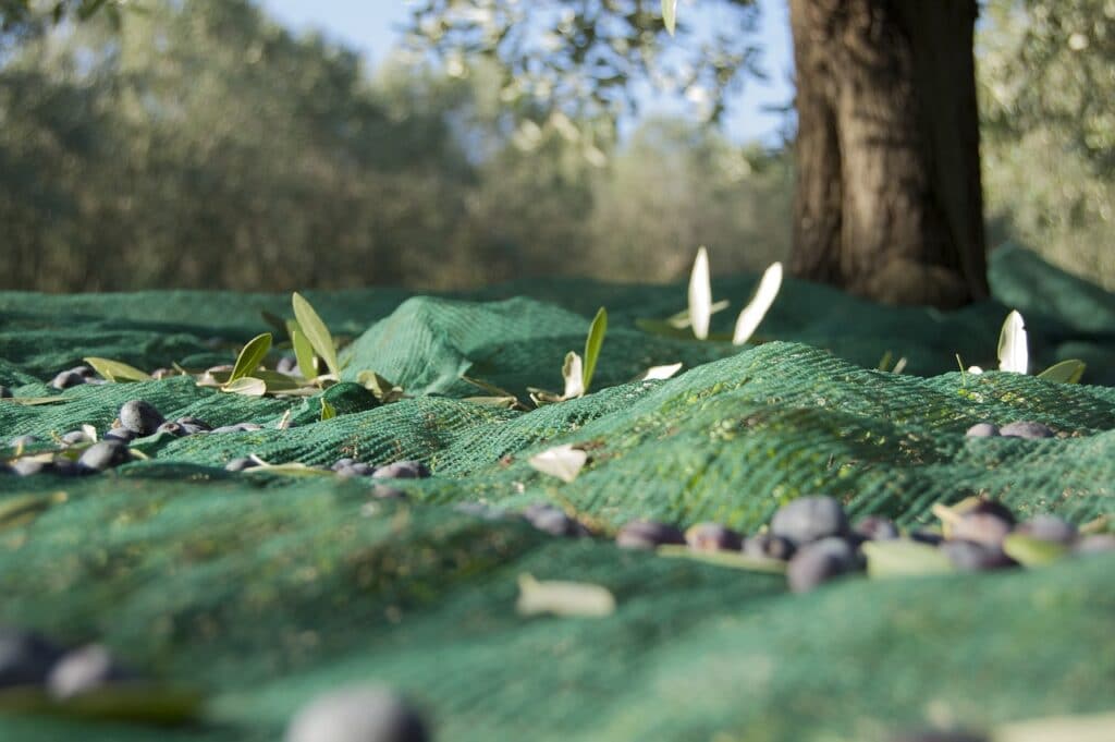 Comprar Aceite de Oliva Jaén