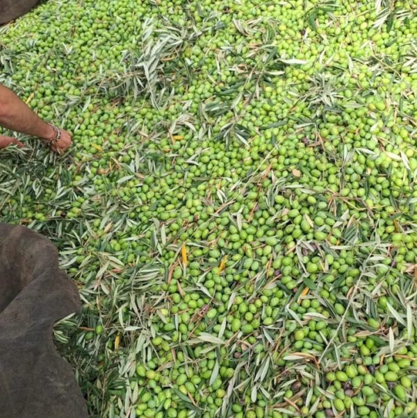 Aceituna temprana Jaén. Cosecha de aceituna en el Parque Natural Sierra de Segura Jaén Hacienda Los Poyos