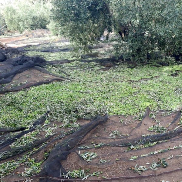 Aceituna temprana Jaén. Cosecha de aceituna en el Parque Natural Sierra de Segura Jaén Hacienda Los Poyos